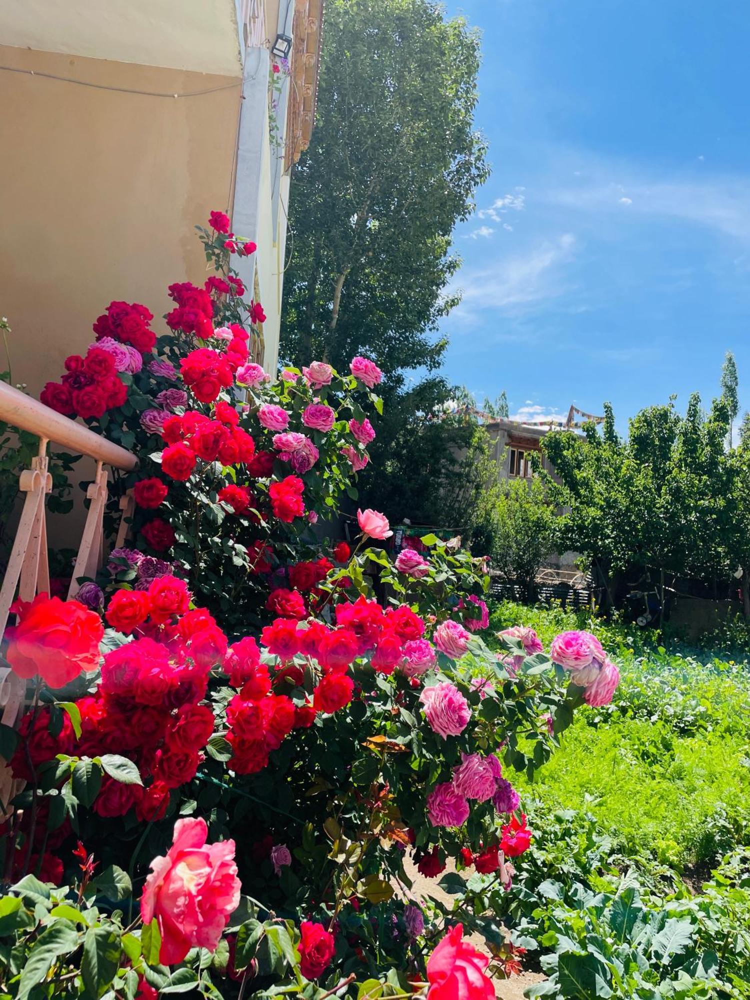 Zlatan Guest House Leh Dış mekan fotoğraf