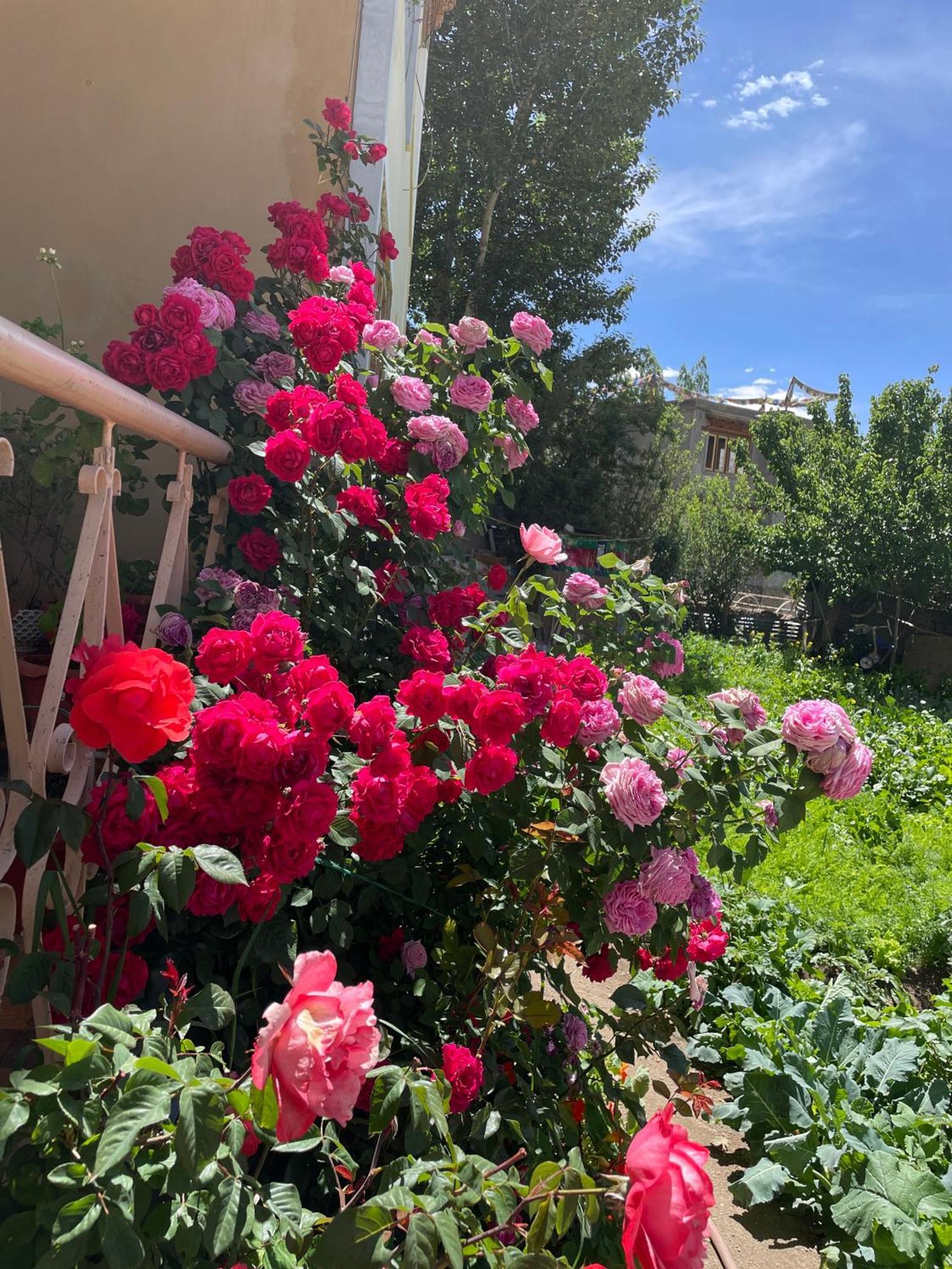 Zlatan Guest House Leh Dış mekan fotoğraf